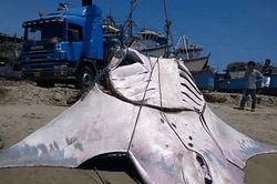 Ngư dân bắt được con cá đuối khổng lồ dài 8m, nặng 1000kg