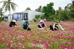 Rực rỡ đường hoa mười giờ