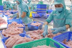Hà Lan đứng đầu khối EU về nhập khẩu cá tra Việt Nam