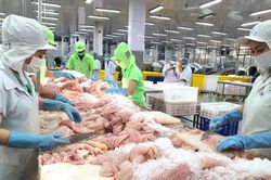 Xuất khẩu cá tra sang EU đạt gần 77 triệu USD trong nửa đầu năm 2024