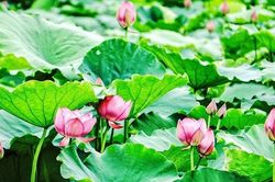 Diễn đàn văn hóa: Lễ hội của hoa sen