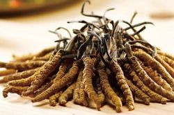 4 lợi ích tuyệt vời của Đông trùng hạ thảo đối với sức khỏe