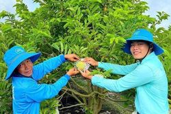 Tín dụng chính sách 'tiếp sức' giúp người dân nghèo Tây Ninh đổi đời