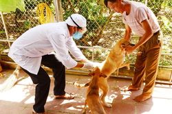 Cảnh báo nguy cơ bùng phát bệnh dại: Tỷ lệ tử vong chạm ngưỡng... 100%