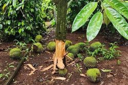 Khẩn trương điều tra, xử lý nghiêm các đối tượng phá hoại vườn sầu riêng ở Đắk Lắk
