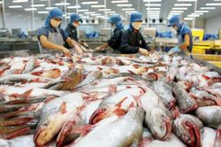 Cá tra Việt vào chuỗi sản xuất và cung ứng toàn cầu