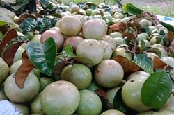 Hoa Kỳ: Thị trường tiềm năng cho trái cây Việt Nam