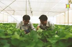 Tập đoàn Lộc Trời miễn nhiệm Tổng Giám đốc