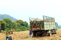 Quy định mới về đất do các công ty nông, lâm nghiệp quản lý, sử dụng