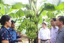 Phúc Thọ phát triển sản phẩm OCOP từ lợi thế