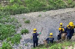 Đà Nẵng: Cá chết hàng loạt nổi trắng hồ Liên Chiểu