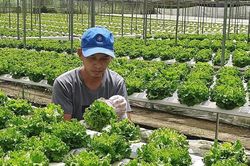 TPHCM đề xuất giảm hạn mức đất ở tại nhiều quận, huyện