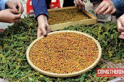 Giá tiêu hôm nay 24/7: Giữ ổn định, thị trường đang chờ đợi điều gì?