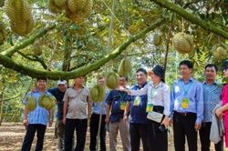 Xuất khẩu sầu riêng có thể đạt 3 tỷ USD trong năm 2024