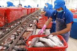 Xuất khẩu cá tra bứt phá, nhắm mục tiêu 1,8 tỷ USD năm 2024