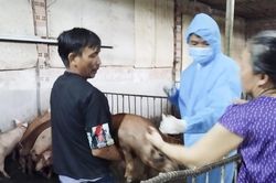 Tiêm vắc xin dịch tả heo Châu Phi cho 300 con heo ở xã Phước Đồng