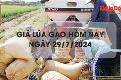 Giá lúa gạo hôm nay 29/7/2024: giá gạo tăng nhẹ