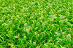 Bèo tây phủ kín sông ở Nghệ An gây 'nghẽn' dòng chảy mùa mưa lũ