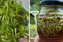 Tổn thương gan nghiêm trọng do dùng thuốc không rõ nguồn gốc