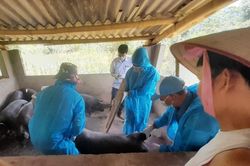 Chủ động kiểm soát, ngăn chặn dịch tả lợn châu Phi tái phát