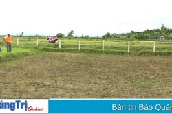 Trên 19 ha cây đậu xanh ở xã Vĩnh Giang chuẩn bị thu hoạch bị mất trắng