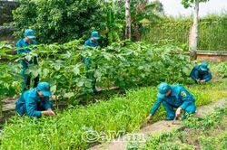 Không gian xanh trong môi trường quân đội