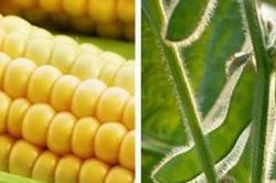 Sắc đỏ bao trùm bảng giá ngũ cốc