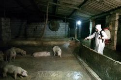 Tập trung phòng chống, không để dịch tả lợn châu Phi lan rộng