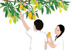 Rủ nhau đi lượm xoài