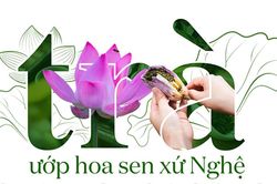 Trà ướp hoa sen xứ Nghệ: 'Báu vật' tinh túy từ thiên nhiên
