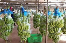 HAGL Agrico trình bày phương án khắc phục tình trạng cổ phiếu bị kiểm soát