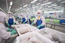 Sao Ta có doanh thu tháng cao nhất kể từ đầu năm 2024