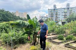 Nông dân Hàn Quốc trồng thành công trái cây nhiệt đới do biến đổi khí hậu