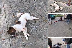 Đừng đánh trống bỏ dùi!