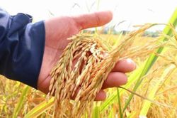 Giá lúa gạo hôm nay 6/8: Tăng nhẹ 50 - 150 đồng/kg