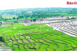 Vẻ đẹp ruộng bậc thang mùa nước đổ ở Chư Sê