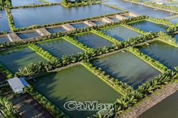 Bảo vệ cá nuôi mùa mưa