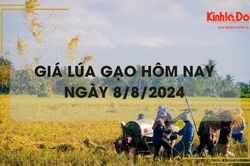 Giá lúa gạo hôm nay 8/8/2024: giá gạo tăng 50 - 100 đồng/kg