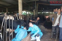 Lâm Đồng đề nghị hỗ trợ đánh giá tác dụng phụ của vaccine phòng bệnh viêm da nổi cục