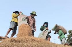 Giá lúa gạo hôm nay 8/8: Giá gạo thành phẩm tăng 50 - 100 đồng/kg