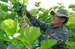 Nông dân Triệu Hải thi đua sản xuất, kinh doanh giỏi
