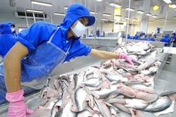 Xuất khẩu cá tra sang Mỹ tăng mạnh, đạt gần 160 triệu USD