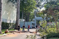 Công ty cây xanh lên tiếng vụ tai nạn chết người ở công viên Tao Đàn