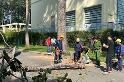 Đừng vội đổ lỗi cho những người chăm sóc cây