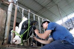 Đã có phác đồ điều trị để ngăn chặn và khống chế tiêu chảy trên bò sữa tại tỉnh Lâm Đồng