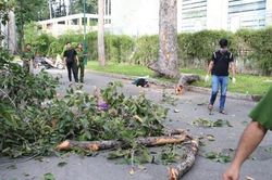 Công an TPHCM thông tin về tai nạn gãy cành cây ở công viên Tao Đàn