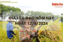 Giá lúa gạo hôm nay 12/8/2024: giá gạo xuất khẩu tăng 3 - 5 USD/tấn
