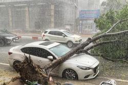 Chủ tịch Hà Nội ký công điện 'hỏa tốc' về phòng chống thiên tai, ngập lụt, cây xanh gãy, đổ