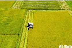 Vụ lúa hè thu ở Yên Thành đạt năng suất vượt trội 7 tấn/ha