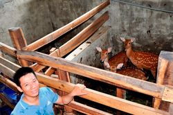 Thanh niên 9X Nghệ An nuôi hươu sao thu hàng trăm triệu đồng
